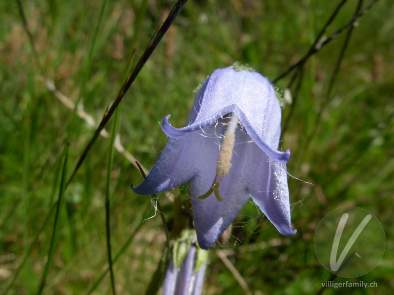 Bärtige Glockenblume: Übersicht